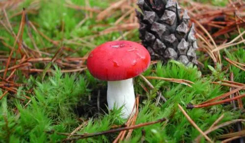 Красный гриб название. С красной шляпкой