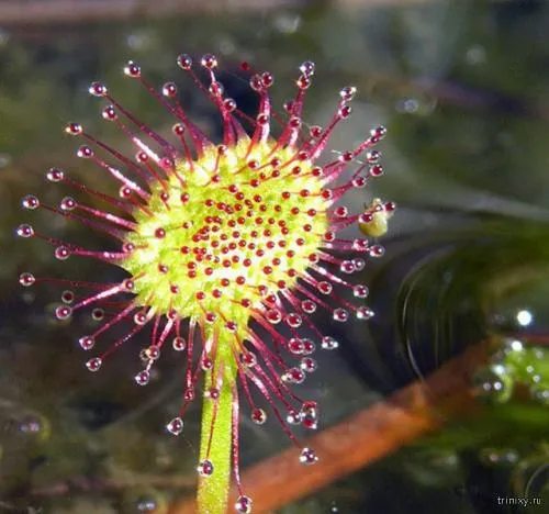 Куртизанка цветок. 10 самых необычных цветов мира (10 фото)