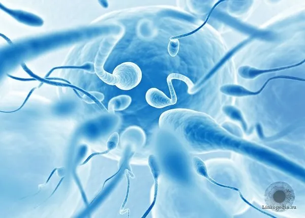 Что делать, если сперма попала в глаз? Опасность, последствия и первая помощь. Что делать если сперма попала в глаз 2