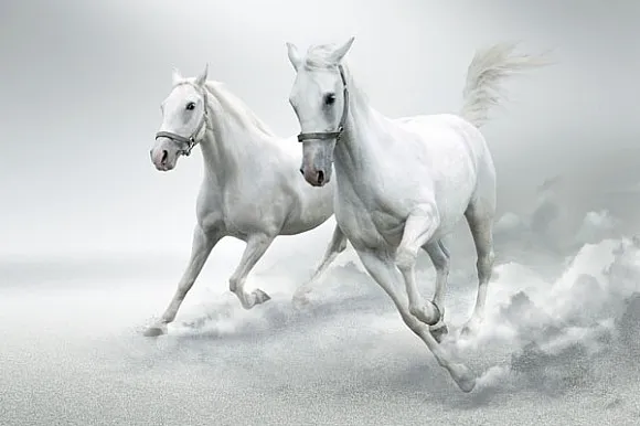 белые_лошади