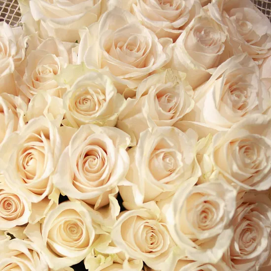 Что означают белые розы и к чему их дарят. Что означает белая роза 7