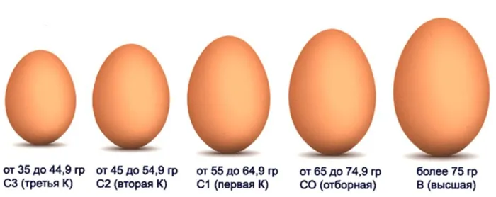 Сколько грамм белка в курином яйце (желтка и скорлупы). Сколько грамм белка в белке яйца 2