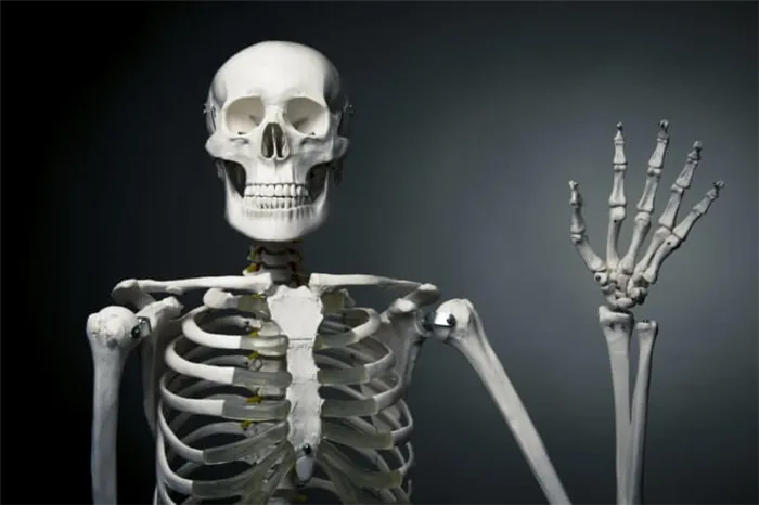 Сколько костей в теле человека. Сколько костей у человека 3