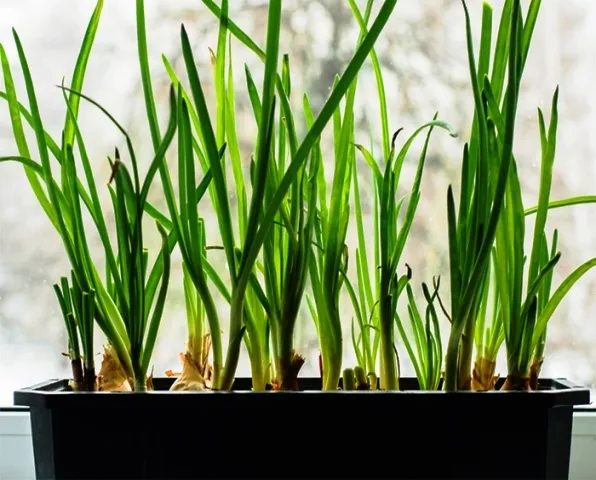 9 видов полезной зелени на подоконнике, выращиваем к Новому году. Какую зелень можно вырастить на подоконнике 8