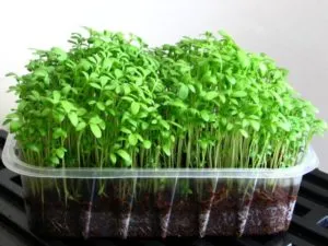 9 видов полезной зелени на подоконнике, выращиваем к Новому году. Какую зелень можно вырастить на подоконнике 5
