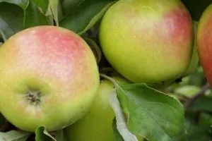 Актуальный вопрос: можно ли хранить яблоки в холодильнике. Сколько хранятся яблоки в холодильнике 11