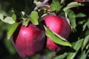 Актуальный вопрос: можно ли хранить яблоки в холодильнике. Сколько хранятся яблоки в холодильнике 9