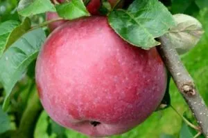 Актуальный вопрос: можно ли хранить яблоки в холодильнике. Сколько хранятся яблоки в холодильнике 7