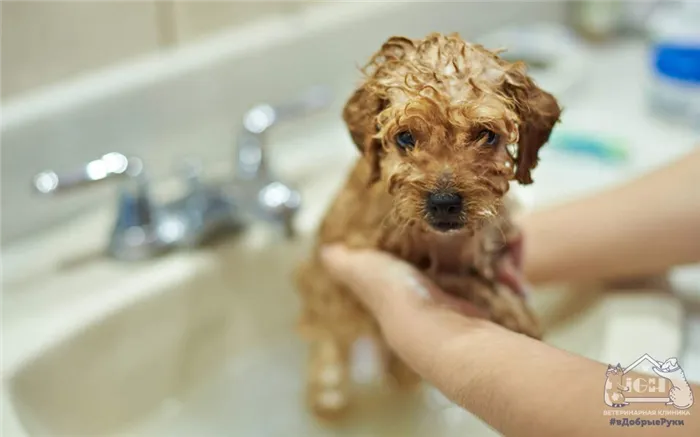 Как мыть собак, чтобы избежать запаха собачьей еды