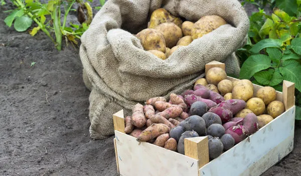 Закладывайте на хранение разные виды картофеля