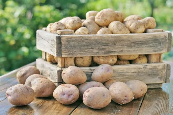Как правильно хранить картофель. Как хранить картошку в квартире 4