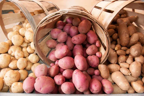 Как хранить картофель дома – оптимальные условия выбор емкостей для хранения. Как сохранить картофель на зиму в домашних условиях 4