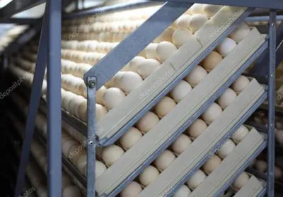 Каков срок хранения в домашних условиях сырых куриных яиц при комнатной температуре согласно СанПиН. Сколько хранятся яйца в холодильнике сырые 5