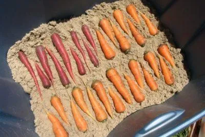 Лучшие способы круглогодичного хранения моркови. Как правильно хранить морковь 4