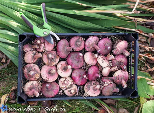 Рекомендации опытных садоводов, можно ли и как хранить гладиолусы в холодильнике. Как хранить луковицы гладиолусов 12