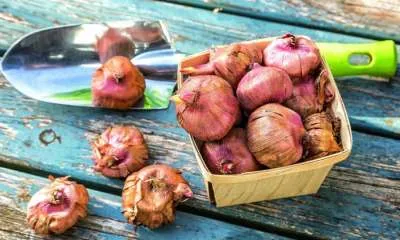 Рекомендации опытных садоводов, можно ли и как хранить гладиолусы в холодильнике. Как хранить луковицы гладиолусов 10
