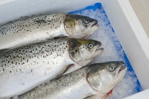 Сколько хранится жареная рыба в холодильнике: способы хранения. Сколько хранится жареная рыба в холодильнике 3