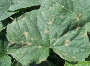 Ржавчина на листьях огурцов: причины и способы лечения