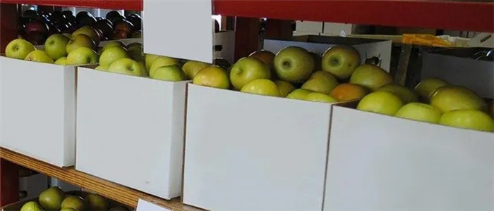 Хранение яблок на яблоневых шпалерах.