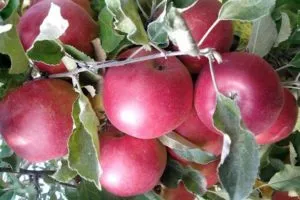 Хранение яблок на зиму, условия подготовки, когда снимать и убирать плоды. Как сохранить яблоки на зиму 5