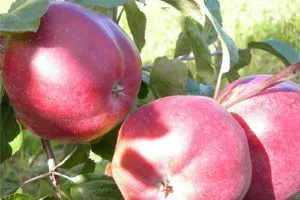 Хранение яблок на зиму, условия подготовки, когда снимать и убирать плоды. Как сохранить яблоки на зиму 3