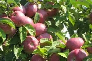 Хранение яблок на зиму, условия подготовки, когда снимать и убирать плоды. Как сохранить яблоки на зиму 8