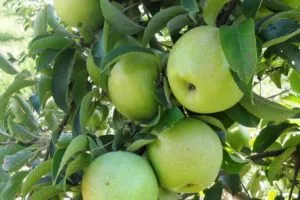Хранение яблок на зиму, условия подготовки, когда снимать и убирать плоды. Как сохранить яблоки на зиму 10