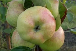 Хранение яблок на зиму, условия подготовки, когда снимать и убирать плоды. Как сохранить яблоки на зиму 4