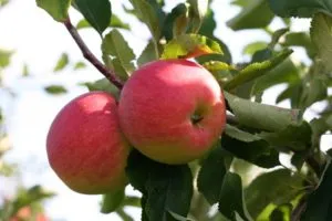 Хранение яблок на зиму, условия подготовки, когда снимать и убирать плоды. Как сохранить яблоки на зиму 2