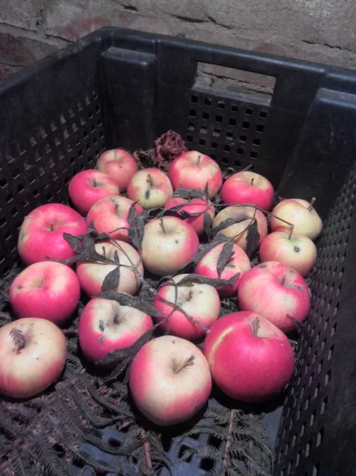 Зимнее хранение яблок и груш