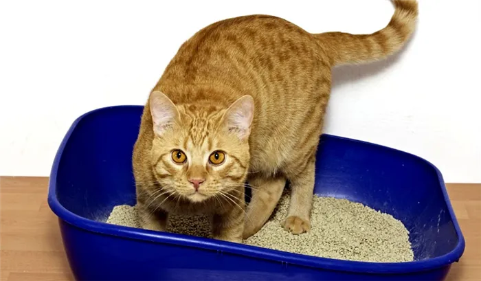 Чтобы кошки не пользовались туалетом, смойте всю пищевую соду и вытрите поверхность насухо, прежде чем класть ее в туалет