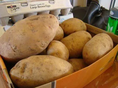 Как хранить картофель дома – оптимальные условия выбор емкостей для хранения. Где хранить картошку в квартире 2