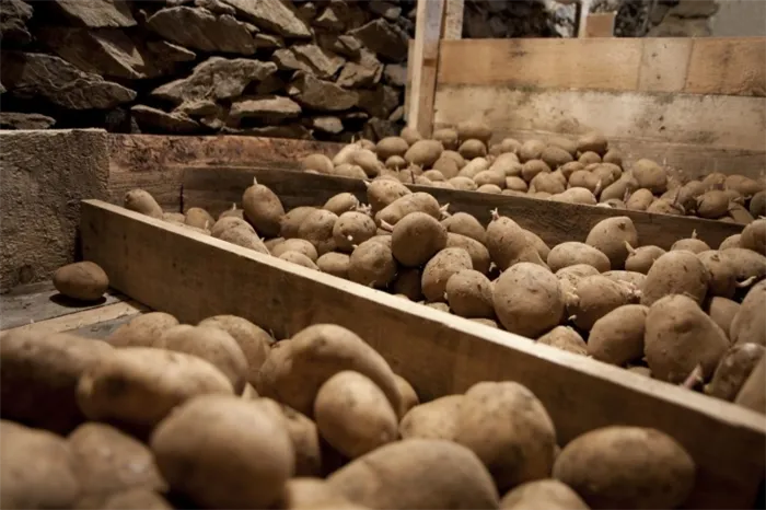 Как хранить картофель дома – оптимальные условия выбор емкостей для хранения. Где хранить картошку в квартире 6