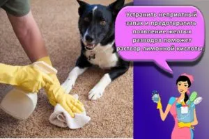 Топ-20 методов и средств для удаления запаха собачьей мочи в домашних условиях