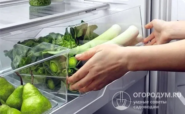 Если порей подлежит хранению, его следует вымыть, высушить и хранить при температуре -2... +2°C и охладить при температуре -2°C. Готовый продукт следует поместить в специальный ящик для овощей в холодильнике.