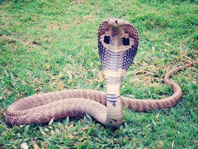 Злая кобра