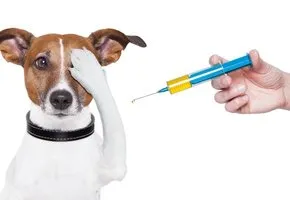 Возраст вакцинации собак
