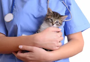 Какие прививки нужны котятам и сколько им лет?