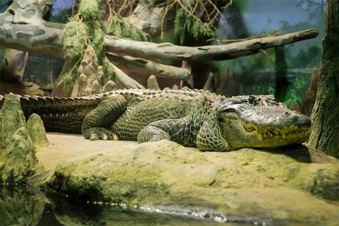 Сатурн - крокодил