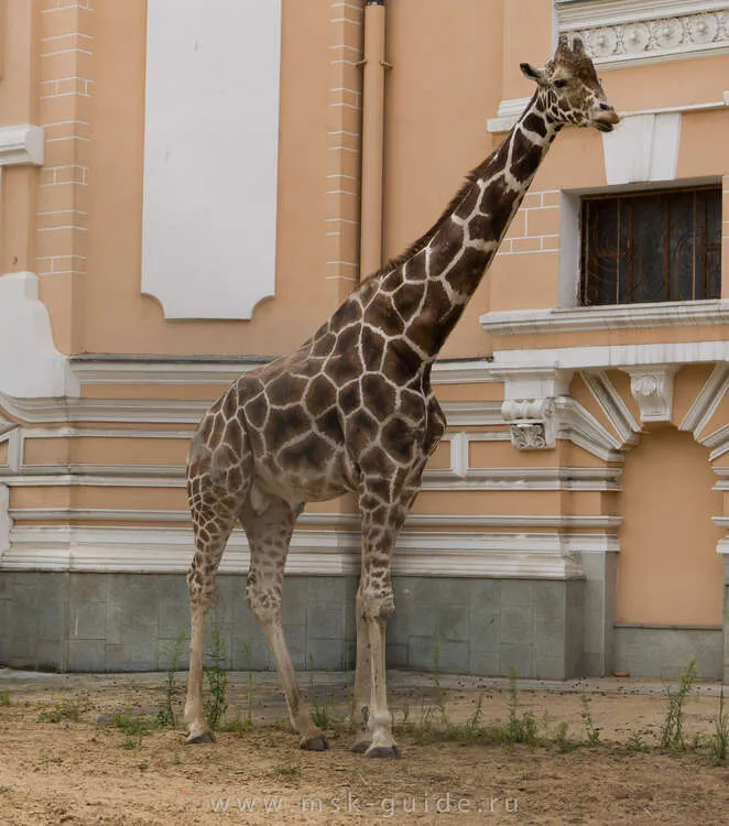 Московский зоопарк, жираф Амиме