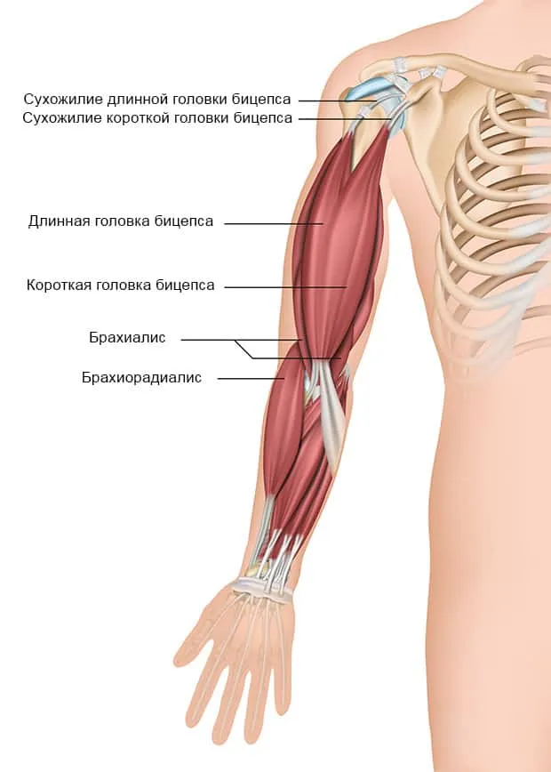 Анатомия двуглавой мышцы плеча