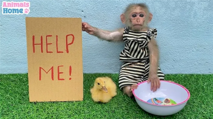 Где BiBi? Что случилось с милой обезьянкой из YouTube, которая покорила миллионы людей. Что случилось с бяшей 2