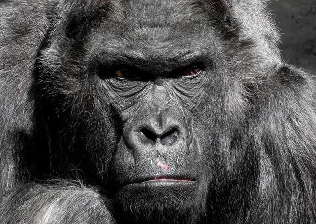 Сердитая горилла.