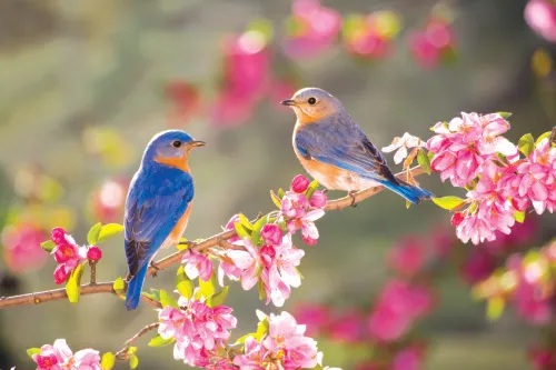 Весенние птицы