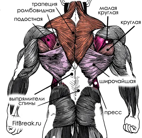Анатомия мышц спины.