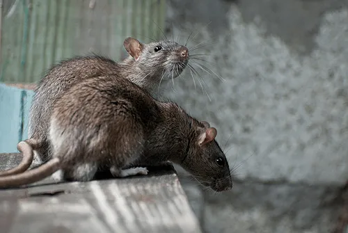 Крысы Rattus norvegicus