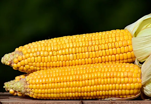 Вареная кукуруза в початках. Сколько варить молодую кукурузу? 3