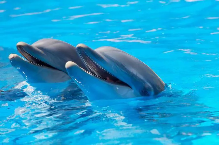 период беременности дельфинов 
