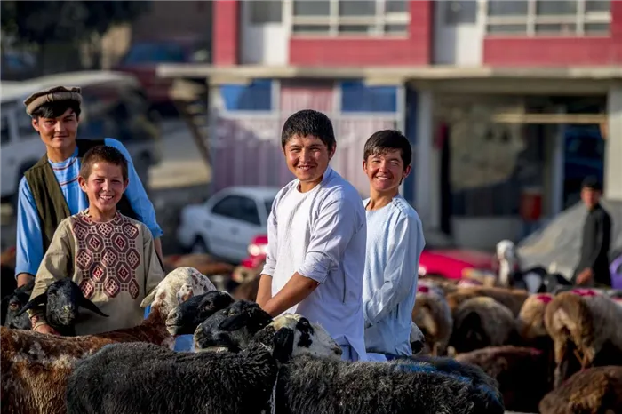 Афганские пацаны на скотном рынке