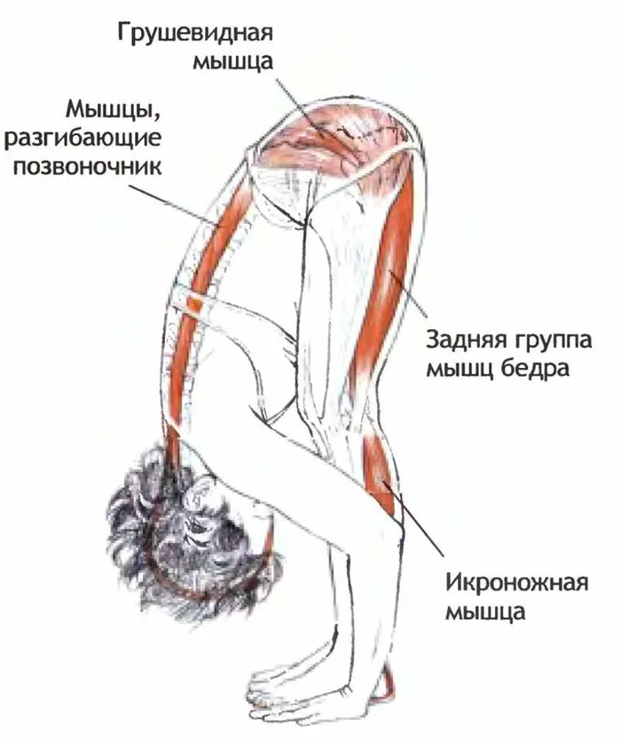 РАссмотрим мышцы используемые при наклонах впере